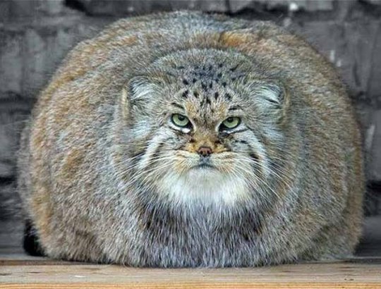 World’s Biggest Cat