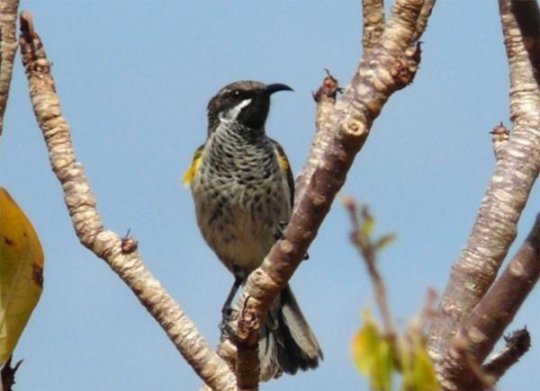 Sunbird Nectarinia balfouri