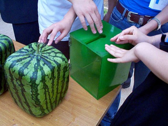 square watermelons