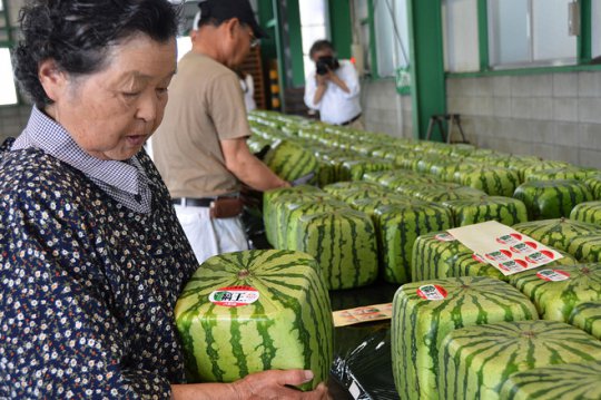 square watermelons