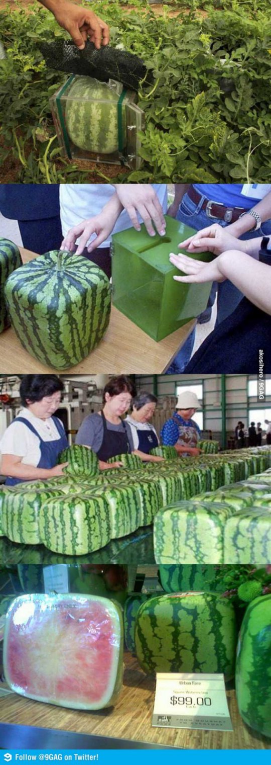 square watermelons