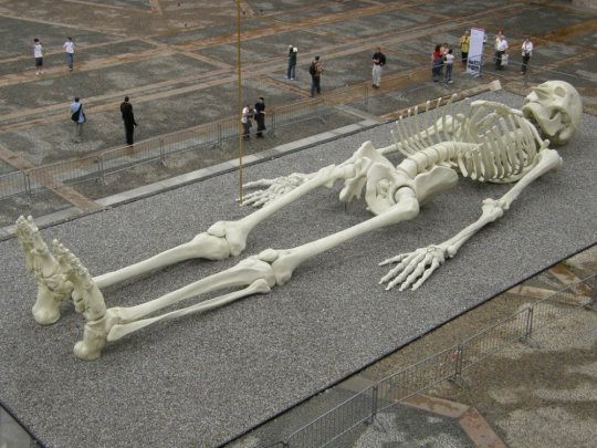 Giant Skeleton Calamita