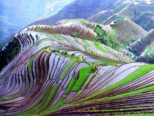 Terraced Rice Field,  Yunnan