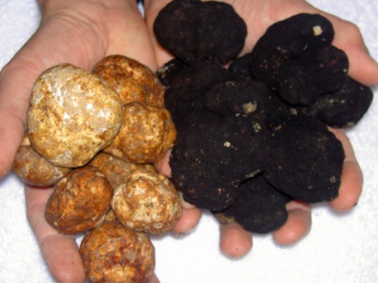 Black & White Truffle