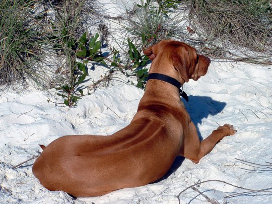 Rhodesian Ridgeback