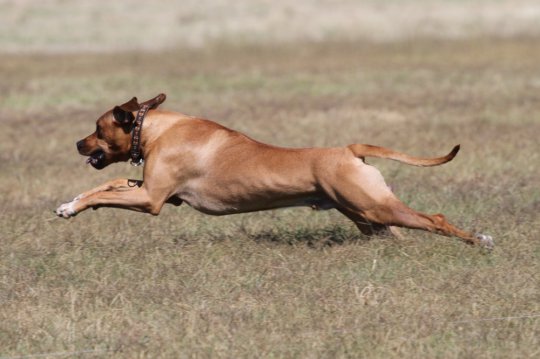 Rhodesian Ridgeback