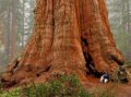 ყველაზე მაღალი ხე მსოფლიოში - General Sherman