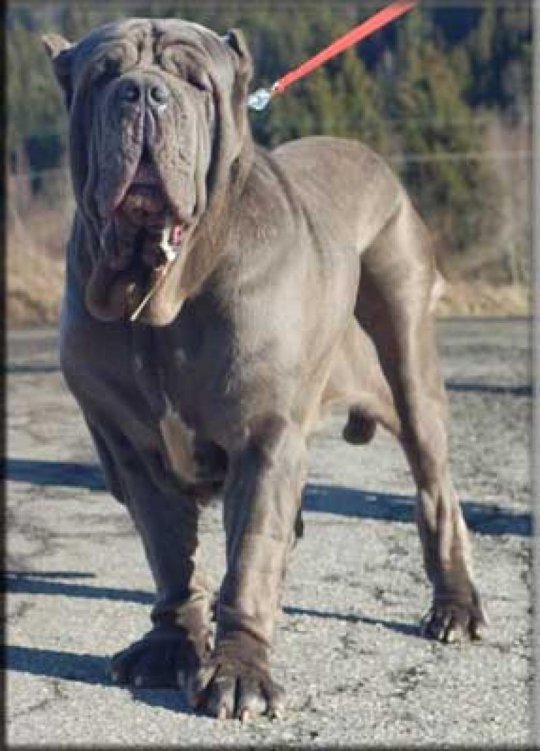 Neapolitan Mastiff (Italian Mastiff)