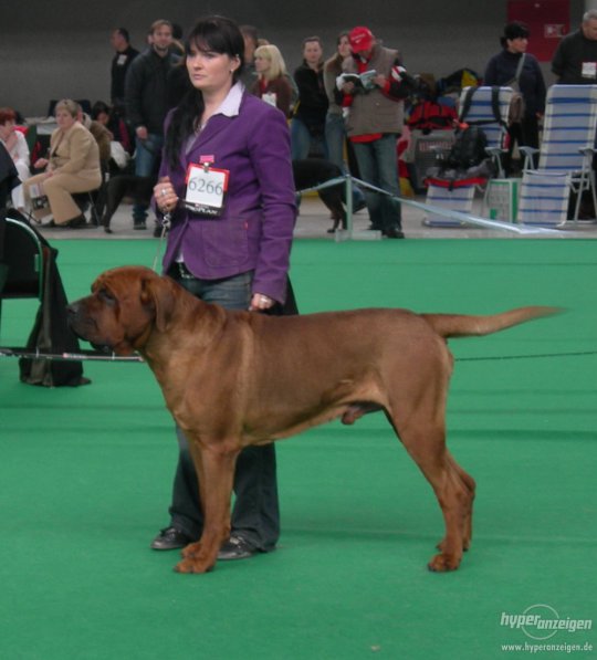 Tosa Inu (Japanese Mastiff)