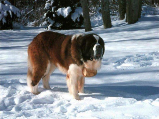 Saint Bernard