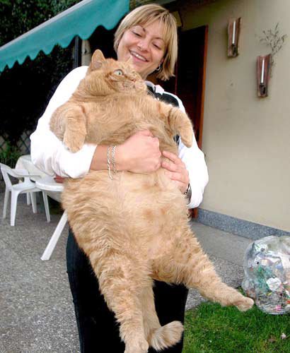World’s Biggest Cat