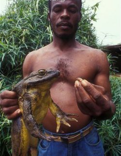 World’s Biggest Frog – Goliath frog