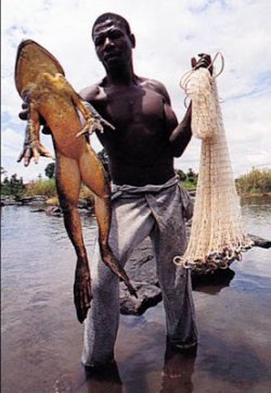 World’s Biggest Frog – Goliath frog