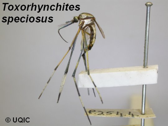 World’s largest mosquito - Toxorhynchites speciosus