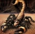 Scorpion_7